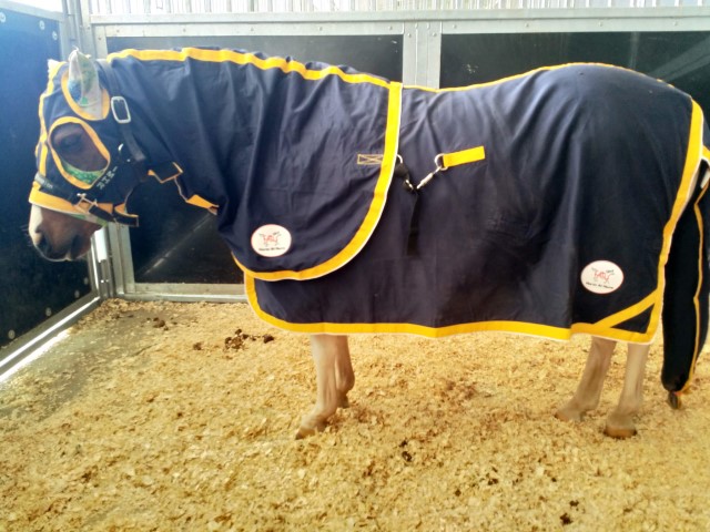 Navy Cotton Drill Rug photo review