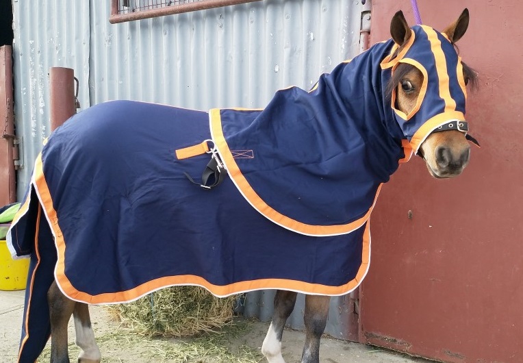 Navy Cotton Drill Rug photo review