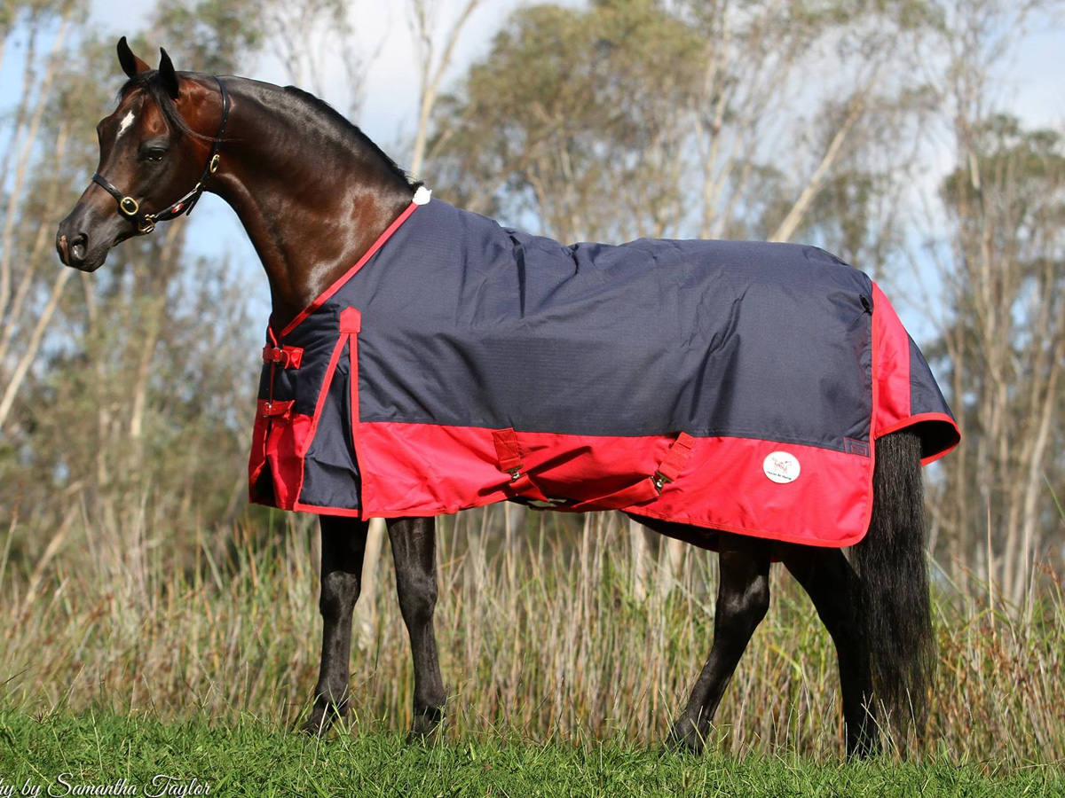 Winter Waterproof Turnout Rug Navy / Red 300g
