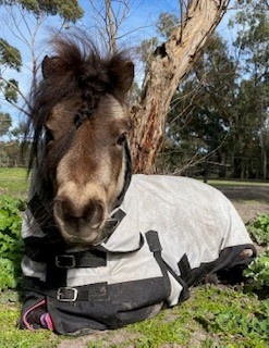 Light Grey / Black Miniature Rainsheet Combo photo review